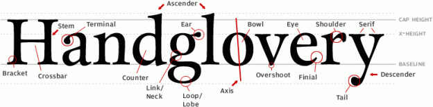 anatomy